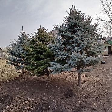 триммер садовый: Саженцы деревьев: Ели — 9