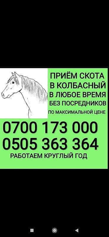 Частное лицо, Колбасный цех : Коровы, быки, Лошади, кони, Другие с/х животные, | Круглосуточно, Любое состояние, Забитый at lalafo.kg Частное лицо, Колбасный цех : Коровы, быки, Лошади, кони, Другие с/х животные, | Круглосуточно, Любое состояние, Забитый