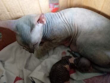 домик для кот: Донской сфинкс, 1 год, Девочка, Приучена к лотку — 4