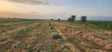 Сено в прямоугольных тюках (полевая заготовка) - Заготовка