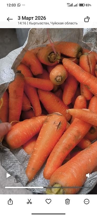 Чеснок: Морковь Оптом — 1