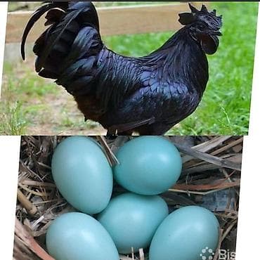 Продаю | Инкубационные яйца | Для разведения