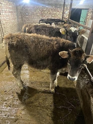 телёнок ангус: Продаю | Тёлка | Полукровка | На откорм | Нетель — 2