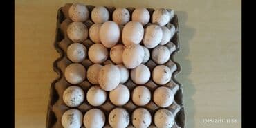 о шамо короз: Сатам | Ургаачы күрп (ургаачы), Эркек күрп, Балапан күрп | Бройлер, Түндүк Кавказ | Союуга, Көбөйтүү үчүн | Асыл тукумдуу — 9