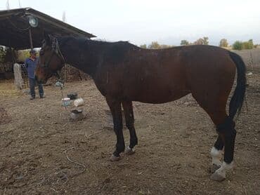 сколько стоит собака породы доберман: Продаю | Кобыла (самка) | На забой — 2