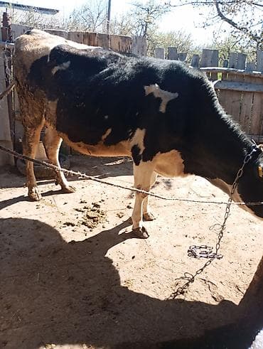 рыбы купить: Продаю | Корова (самка) | Голштин | Для молока | Привязанные — 8