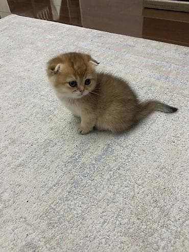 манчкин кот купить: Британский котёнок вислоухий (Scottish Fold) с родословной WCF кошка — 4