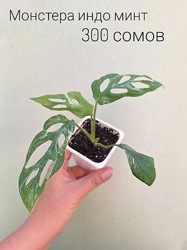 Бөлмө өсүмдүктөрү: 🌿 Комнатные цветы (укоренённые черенки/молодые растения/взрослые — 5