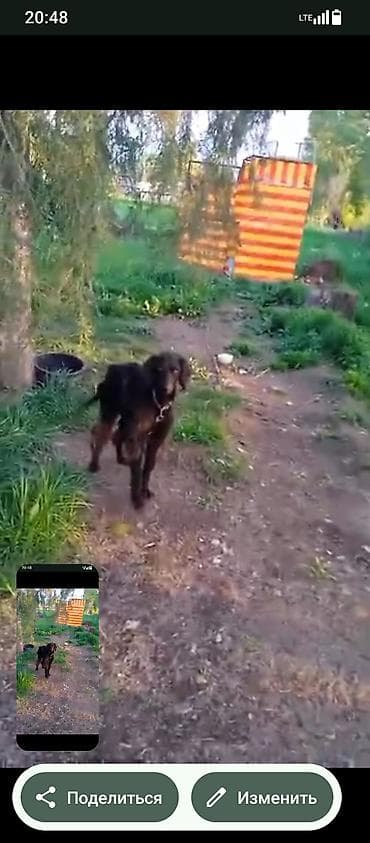 когучкон бишкек: Тайган, 2 жаш, Эркек, Эмделген — 3