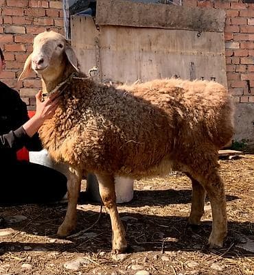 зоомагазин бишкек орто сай: Сатам | Ургаачы кой (ургаачы) | Жүн үчүн — 2