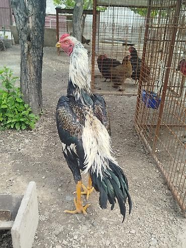 летучая мыш: Дакан короздор сатылат алмашу жолдору бар жемге жугоруго дакандарга — 4