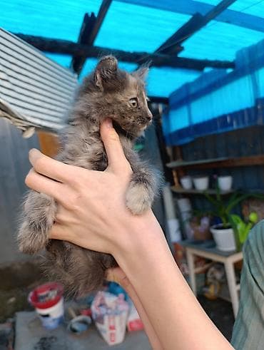 Продажа кошек: В Добрые руки. БЕСПЛАТНО!!!Котята домашние, разноокрасочные: - — 9