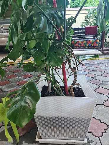phenix 7000 max: Монстера 2 шт. цена за оба . 15000 — 3