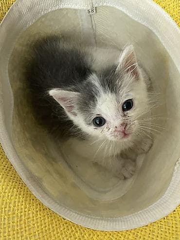 Котёнок, окраса бело‑серый (би-колор), короткошёрстный. Большие — 1