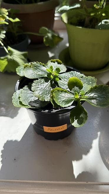 Бөлмө өсүмдүктөрү: Продаем саженцы (БЕЛОГО, КРАСНОГО, ОРАНЖЕВОГО, ЖЕЛТОГО, РОЗОВОГО) — 2