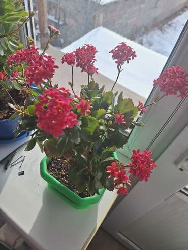 ысык куле: Продаю цветы 
Каланхое 
5 расцветки 
цена от 350 -500 сом — 9