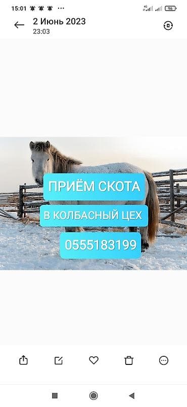 Колбаса цехи : Уйлар, букалар, Жылкылар, аттар, | Күнү-түнү, Бардык шартта, Союлган