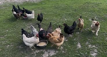 безпроводная мышь: Продаю | Куры | Домашняя | Несушки — 4