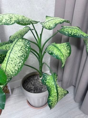 рабочий стол купить: Диффенбахия (Dieffenbachia) в горшке - Эффектное комнатное растение с — 1