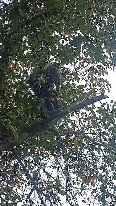 услуга обрезка деревьев: Профессиональная обрезка и спил деревьев любой сложности - Выполняю — 2