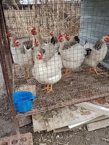 Кемирүүчүлөр: А/ч жаныбарлары үчүн тоюттар — 2