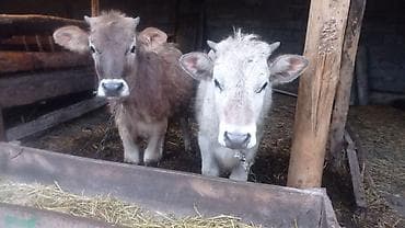 Продаю | Бык (самец) | На откорм | Привязанные