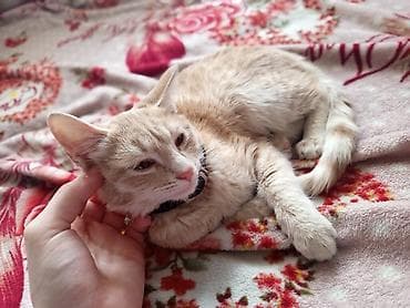 котят бесплатно: Кошка даром: Беспородная, 5 месяцев, Девочка, Приучена к лотку, Проглистована — 5