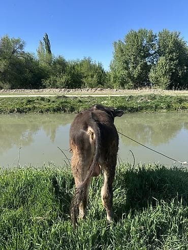 питбуль цена щенка: Продаю | Бык (самец) | На откорм | Привязанные — 3