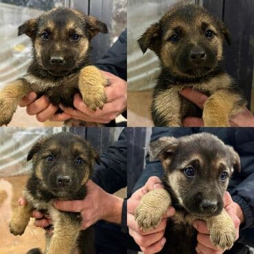 охотничья собака спаниель: Дворняжка, 1 месяц, Самка — 3