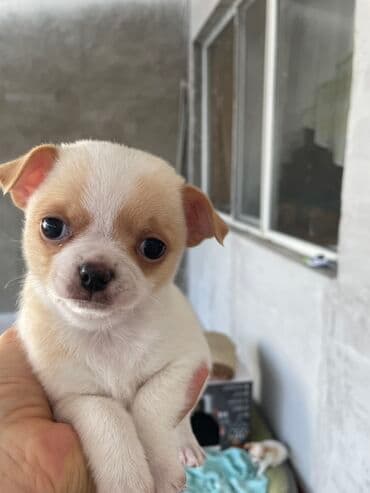 объявления отдам щенка в хорошие руки: Щенок чихуахуа, короткошёрстный, окраса бело-кремовый. Особенности: - — 1