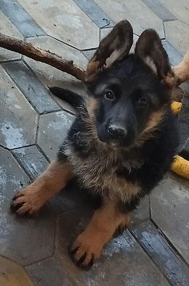 купить фокстерьера: Немецкая овчарка, 1 месяц, Самка, С прививкой, С родословной — 7