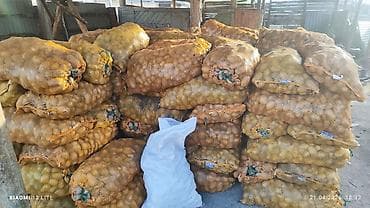 Картошка Оптом