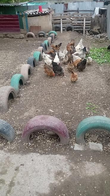 продаю бролеров: Продаю | Куры | Домашняя | Для разведения — 1