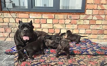 Чистокровные щенки кане-корсо. Вет.книжка + щенячья карта