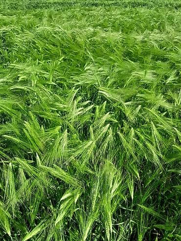 Продам с поля при уборке Семенной ячмень, Амберг сорт, сеял — 1