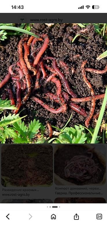 Черви для рыбалки. Продаю в Кара-Балта. Банка 100 сом. (55 штук)