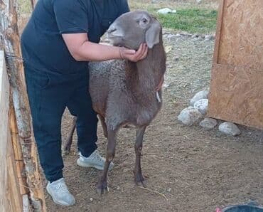 продать животных: Продаю | Баран (самец) | Эдильбаевская | Для разведения | Осеменитель — 1