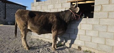 собаки рынок в бишкеке цены: Продаю | Корова (самка), Бык (самец), Тёлка | Швицкая | Для разведения, Для молока | Стельные — 1