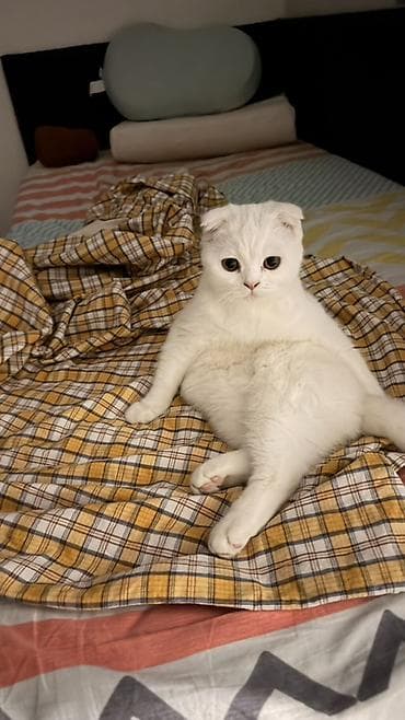 Мышыктар: Шотландская вислоухая кошка, окрас белый сплошной. - Порода: Scottish — 3