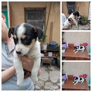 Щенок мелкого/среднего размера, с короткой гладкой шерстью. Окрас