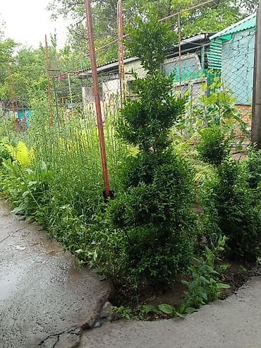 Самшит: Декоративные кусты самшита (Buxus) с фигурной стрижкой. - — 1