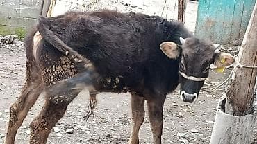 как бросить курить: Продаётся бык 6 месяцев. Здоровый, крепкий, хорошо набирает вес. Без — 1