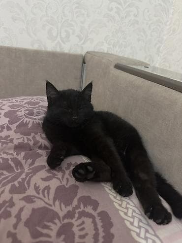 Отдам даром кошку: 7 месяцев, Мальчик, Приучена к лотку, Проглистована, С документами — 3