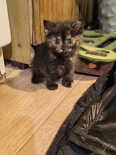 Скотиш Страйт (Шотландская прямоухая), 1 месяц, Девочка, Биколор, Приучена к лотку