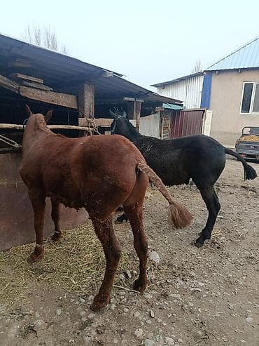 лошадь продаю: Продаю | Жеребенок | На забой — 6