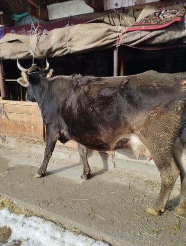 жаныбарлар: Сатам | Уй (ургаачы) | Швиц | Көбөйтүү үчүн, Сүт алуу үчүн | Бооз — 2
