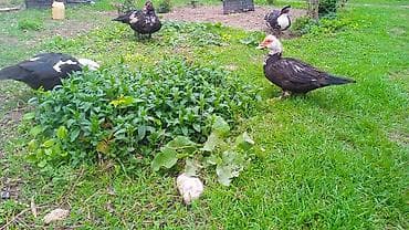 кошка сфинкс с шерстью: Мускусные утки (индоутки) - Порода: мускусная (индоутка). - Окрас — 1