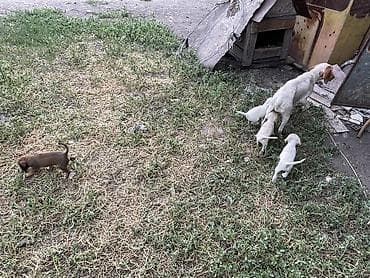 животные купить: Собака даром: Спаниель, 1 год, Самка — 1