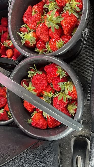 клубника ягода: Клубника — 6