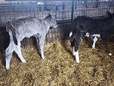 кролик мини лоп: Продаю | Тёлка | Голштин, Швицкая | На откорм, Для разведения, Для молока | Искусственник — 7